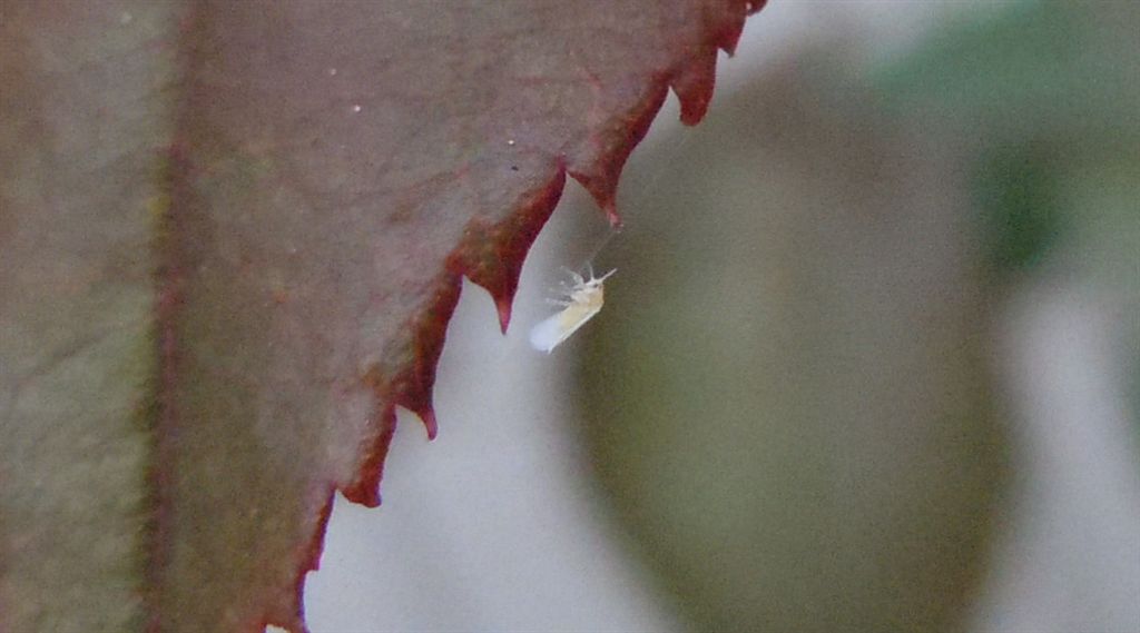 Aleyrodidae? Sì